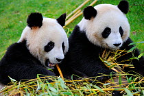 Giant panda (Ailuropoda melanoleuca) two feeding on bamboo, captive, Zoo Parc de Beauval, France, Endangered