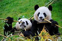 Giant panda (Ailuropoda melanoleuca) two feeding on bamboo, captive, Zoo Parc de Beauval, France, Endangered
