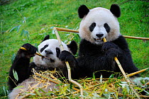Giant panda pair (Ailuropoda melanoleuca) two feeding on bamboo, captive, Zoo Parc de Beauval, France, Endangered