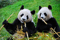 Giant panda pair (Ailuropoda melanoleuca) two  sitting feeding on bamboo, captive, Zoo Parc de Beauval, France, Endangered