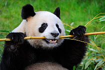 Giant panda (Ailuropoda melanoleuca) feeding on bamboo, captive, Zoo Parc de Beauval, France, Endangered
