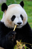 Giant panda (Ailuropoda melanoleuca) feeding on bamboo, captive, Zoo Parc de Beauval, France, Endangered