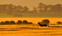 Roe Deer (Capreolus capreolus) doe running in a field of barley, Northumberland, England, summer. Although Roe deer mate in August, the fertilised egg is dormant until January, which prevents the fema...