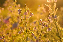 Cuckoo Flower (Cardamine pratensis) covered in frost at sunrise. Atlantic Oakwoods of Sunart, May 2011.