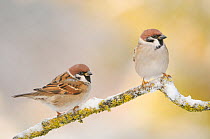 Tree Sparrow (Passer montanus)  Perching on a snow covered branch. Perthshire, Scotland.