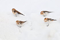 Snow Butning (Plectrophenax nivalis)  Searching for food in a snow storm.  Cairngorms National Park