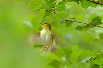 Wood warbler (Phylloscopus sibilatrix) in flight in sesile oak forest, Wales, UK, May. 2020VISION Book Plate.