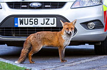 Young red fox (Vulpes vulpes) infront of security car, urban park, Bristol, winter.
