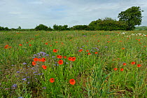 Conservation margin with Ox-eye daisies (Leucanthemum vulgare), Common poppies (Papaver rhoeas) and Scorpionweed (Phacelia tanacetifolia), RSPB Hope Farm reserve, Cambridgeshire, England, UK, May. 202...