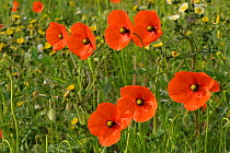Common poppies (Papaver rhoeas) growing in a consevation margin, RSPB Hope Farm reserve, Cambridgeshire, England, UK, May. 2020VISION Book Plate. Did you know? Common poppy seeds can lie dormant for u...