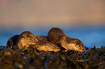 Otters (Lutra lutra) resting amongst the seaweed, Isle of Mull, Scotland, UK