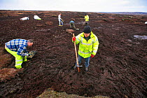Men planting seedlings in eroded peat.
