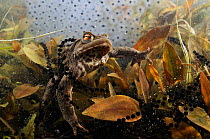Common toad (Bufo bufo), in a pond, with toad spawn and frogspawn, in the mating season, England: Surrey, Coldharbour, on outskirts of village, March, spring,