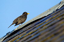Blackbird (Turdus merula) male perched on old barn roof, Inverness-shire, Scotland, November