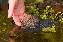 Girl's hand holding spawn of Common frog (Rana temporaria) in garden pond in spring, Warwickshire, UK (Model released)