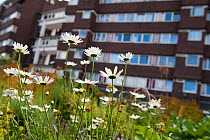 Ox-eye daisies (Leucanthemum vulgare) growing in Evelyn Community Gardens, Deptford, London, England, UK, August. 2020VISION Book Plate. Did you know? Daisies are very successful in urban habitats due...
