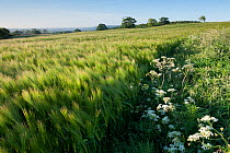 Early Oat (Avena sativa) fields, Haregill Lodge Farm, Ellingstring, North Yorkshire, England, UK, June. 2020VISION Book Plate.
