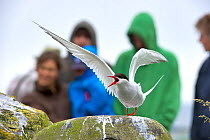 Arctic Tern on rocks with watching tourists on Inner Farne, Farne Islands, Northumberland