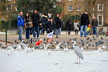Grey Heron (Ardea cinerea), Regents Park, London UK.