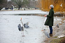 Grey Heron (Ardea cinerea), Regents Park, London UK.