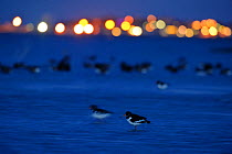 Oystercatcher (Haematopus ostralegus) at dusk, with lights in distance, South Swale, Kent, England, UK, December. 2020VISION Book Plate. (This image may be licensed either as rights managed or royalty...
