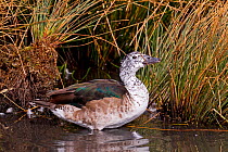 South american comb billed duck (Sarkidiornis melanotos sylvicola) female wading in water. Captive, occurs Eastern Tropical South America.