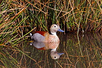 Ringed teal (Callonetta leucophrys) male swimming in water. Captive, occurs Central South America.
