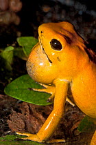 Golden poison dart frog (Phyllobates terribilis) with throat pouch / vocal sacs expanded. Captive occurs Colombia. Endangered species