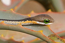 Boomslang (Dispholidus typus) neonate snake on aloe. deHoop Nature Reserve, Western Cape, South Africa.