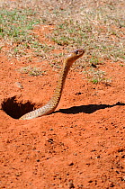 Cape Cobra (Naja nivea) female snake emerging from burrow. The snake often lives in abandoned mammal nests. deHoop Nature Reserve, Western Cape, South Africa.