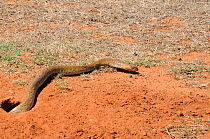 Cape Cobra (Naja nivea) female snake emerging from burrow. The snake often lives in abandoned mammal nests. deHoop Nature Reserve, Western Cape, South Africa.