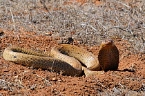 Cape Cobra (Naja nivea) female snake with hood raised in a defensive threat display. deHoop Nature Reserve, Western Cape, South Africa.