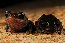 Hainan pseudomoustache toads (Leptobrachium hainanense), Bawangling National Nature Reserve, Hainan Island, China.