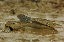 Blue-spotted mudskipper (Boleophthalmus pectinirosris) two males on beach displaying their colorful dorsal fins and fighting each other, Guangxi Province, China.