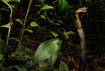 King cobra (Ophiophagus hannah) in strike pose, Guangxi Province, China.