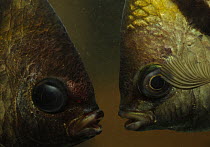 Banded sergeant fish (Abudefduf septemfasciatus) close up head portrait, Hainan Island, China.