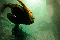 Reef stonefish (Synanceja verrucosa) trapped in a fishing net, Hainan Island, China.