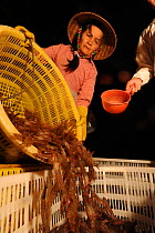 Fisherman harvesting shrimps from ponds, Hainan Island, China, April 2012.