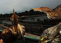 Little heron (Butorides striatus) and Chinese pond heron (Ardeola bacchus) on boat, captured by fisherman and used for fishing, Hainan Island, China.