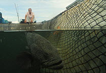 Banded grouper (Epinephelus awoara) captive underwater in net with fisherman on bank looking down into water, Hainan Island, South China Sea, China.