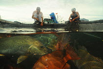 Mangrove red snapper (Lutjanus Argentimaculatus) captrive underwater with two fisherman on bank looking down into water, Hainan Island, South China Sea, China. No release available.
