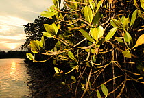 Mangrove forest (Sonneratia hainanensis) view at sunset, Guangxi Province, China.