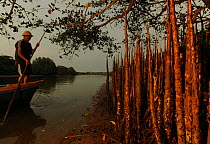 Mangrove forest (Sonneratia hainanensis) respiratory roots with man standing up in small boat, Guangxi Province, China. No releases available.