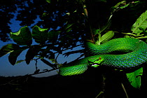 White lipped palm / tree viper (Trimeresurus albolabris) in tree with a defensive posture, Fanjingshan National Nature Reserve, Guizhou Province, China.