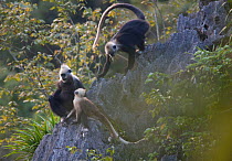 White headed langur (Presbytis leucocephalus) on rocks with their young, Guangxi Province, China.