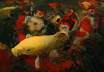 Variegated carp (Cyprinus carpio) group at the surface of pond, Beijing, China.