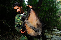 Patrol staff holding an injured Flying squirrel (Petaurista hainana) Bawangling National Nature Reserve, Hainan Island, China, January 2007.