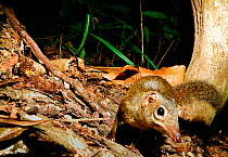 Northern treeshrew (Tupaia belangeri) captured with camera trap at night, Bawangling National Nature Reserve, Hainan Island, China.