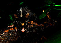 Chinese ferret badger (Melogale moschata) climbing over tree trunk, Guangxi Province, China.
