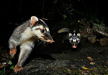 Chinese ferret badger (Melogale moschata) two captured by camera trap at night, Guangxi Province, China.